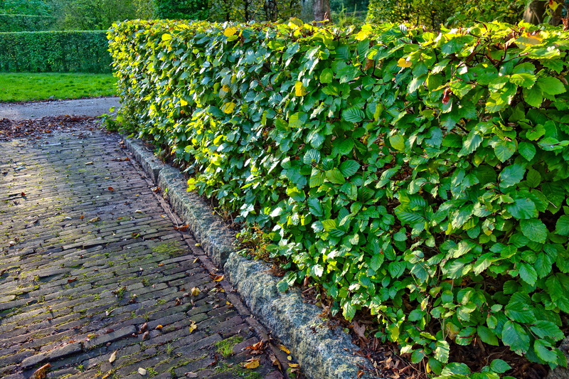green color, flower, symmetry, 4K, growth, tranquility, footpath, freshness, plant part, leaf, field, park, fragility, nature, no people, outdoors, garden path