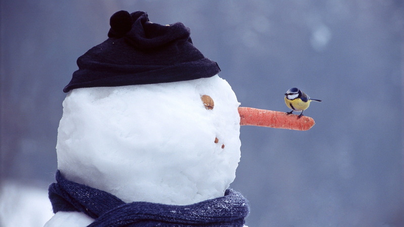 snow, animal wildlife, birds, snowman, animals in the wild, scarf, winter, cold temperature, nature, frozen, hat, focus on foreground, snowmen, warm clothing
