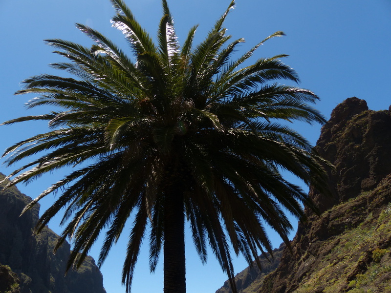 Canary Island Date Palm, tropical Climate, teno mountains, tall - high, shade tree, nature, tenerife, outdoors, leaves, day, canary, phoenix canariensis