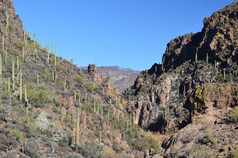 plant, non-urban scene, cactus, america, phoenix, tranquility, land, mountain range, natural, rock, valley, outdoors, landscape, day, west, cacti, rock - object