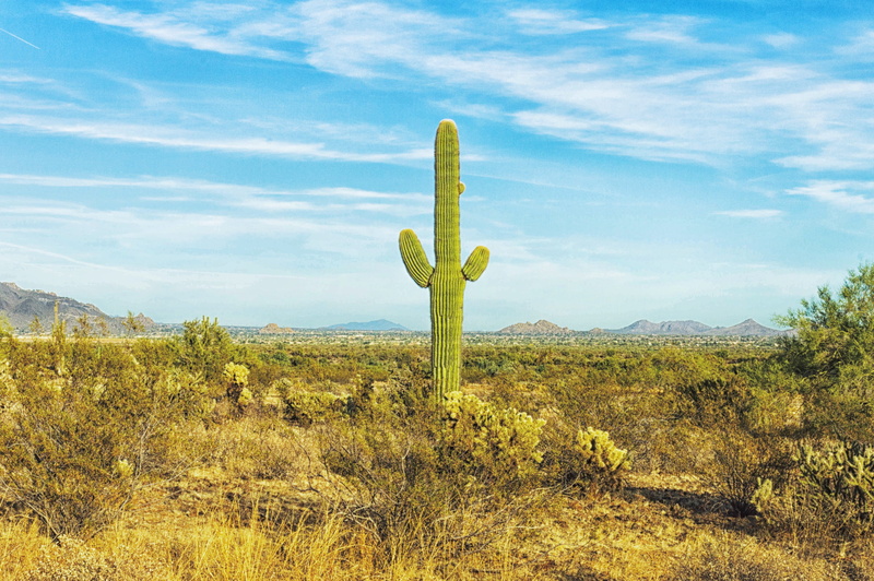 succulent plant, plant, land, non-urban scene, dessert, ecosystem, bushes, beauty in nature, semi-arid, phoenix, landscape, tranquil scene, saguaro cactus