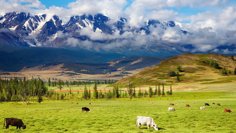 1080P, rural scene, super pictures nature 1920x1080, no people, field, pets, land, animal, environment, nature, mammal, snowcapped mountain, domestic