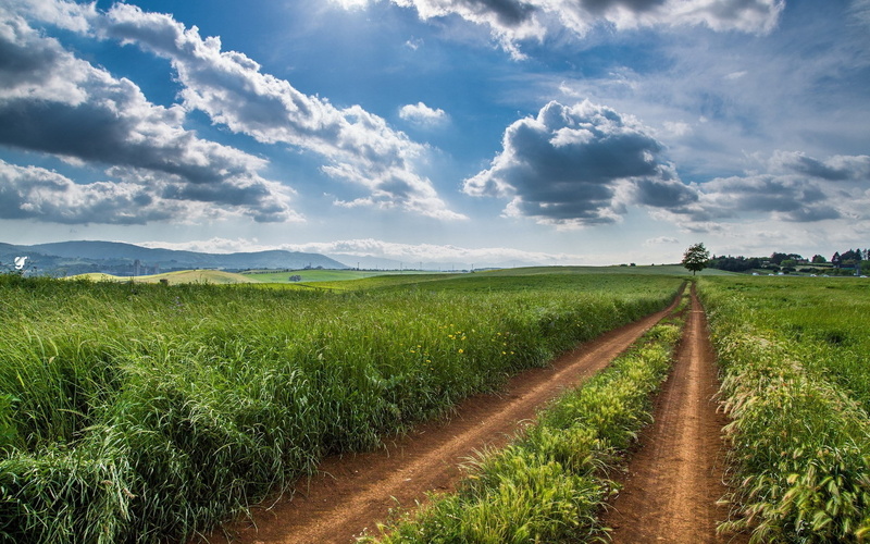 trail, 1080P, no people, direction, outdoors, plant, tranquil scene, growth, cloud - sky, green color, sky, grass, nature, the way forward, field, plantation
