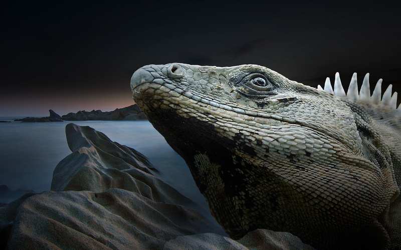 close, animal body part, one animal, rock, gray, art conservation, animals in the wild, rock - object, lizard, animal scale, scaly, animal themes, environmental protection