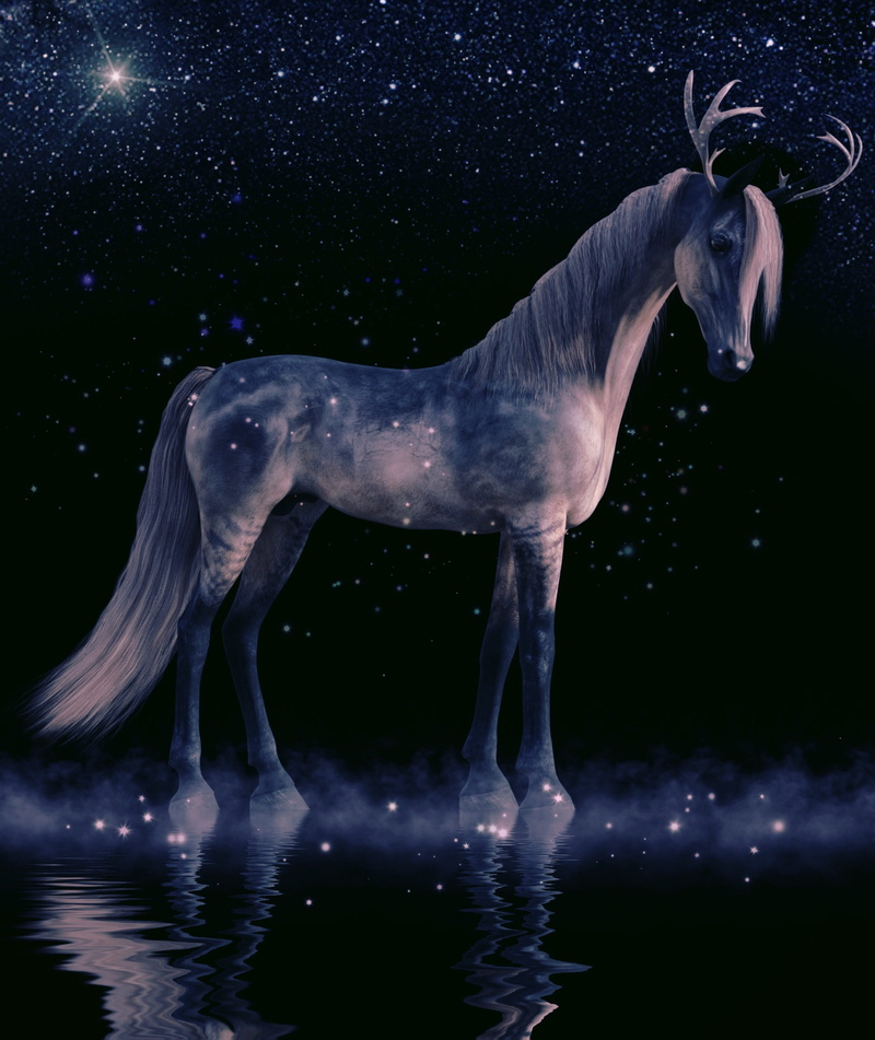 one animal, reflection, nature, animal themes, mystical, mythical creatures, motion, no people, vertebrate, dom, cavalry, domestic animals, horses, animal