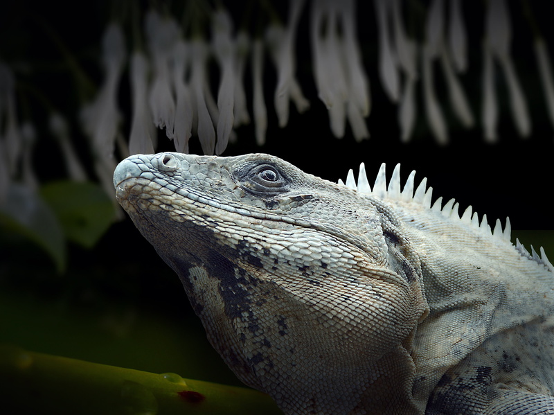 Monitor, Reptile, Dragon, scale, reptiles, Iguana, isolated, side view, scaly, nature conservation, close-up, photography, gray, nature, animal scale, focus