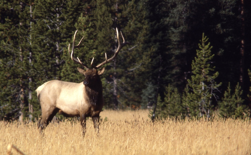 1080P, elks, deer, elk, bull