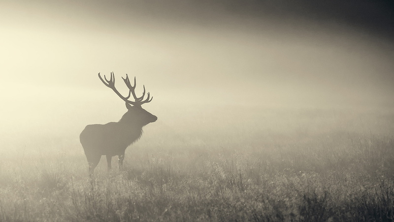 1080P, nature, animals, elk, mist