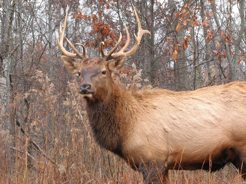elk, bull, deer, elks, 1080P