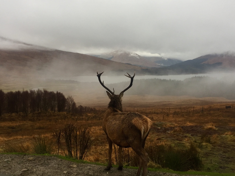 fir, deer, 2K, wildlife, cloud - sky, animal, tree, animal wildlife, hill, nature, elk, antelope, bongo, abies, one animal, forest, herbivorous, animal themes