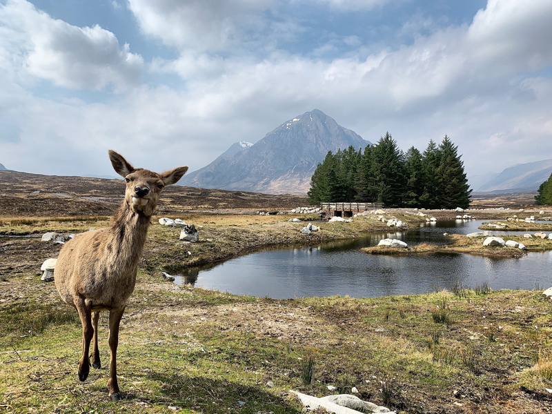 buachailleetivemor, lake, day, near, mountain range, w highland way, animal, glencoe, hello, 4K, water, land, brown, hiya, sky, united kingdom, mountain