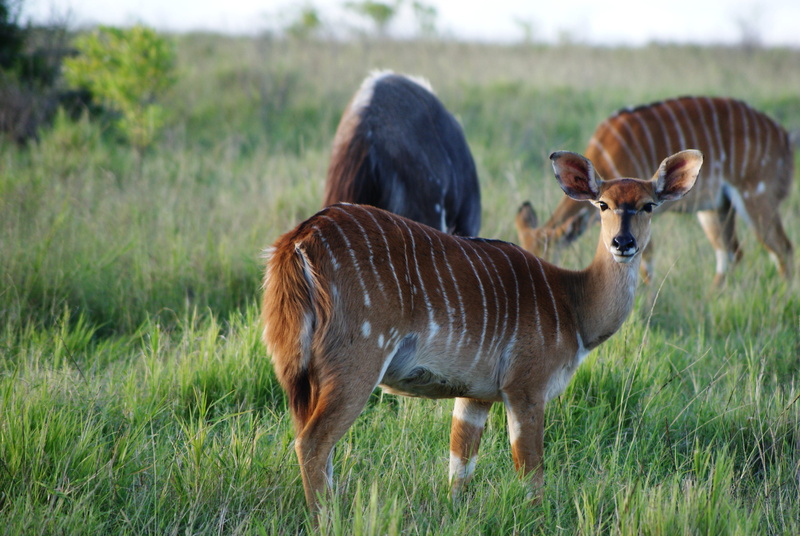 no people, two animals, 4K, outdoors, deer, travel, herbivorous, nature, grahamstown, daytime, animal themes, impala, grass, safari, day, standing, horse