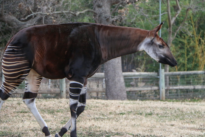 focus on foreground, antelope, bongo, tree, profile view, one animal, okapi, nature, animal head, grass, land, no people, eating, building, horse, 5K