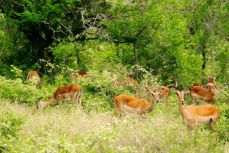 Kruger Park, plant, wild Animals, domestic animals, fauna, South Africa, group of animals, savannah, grass, animal wildlife, herd, Impalas, brown, animal