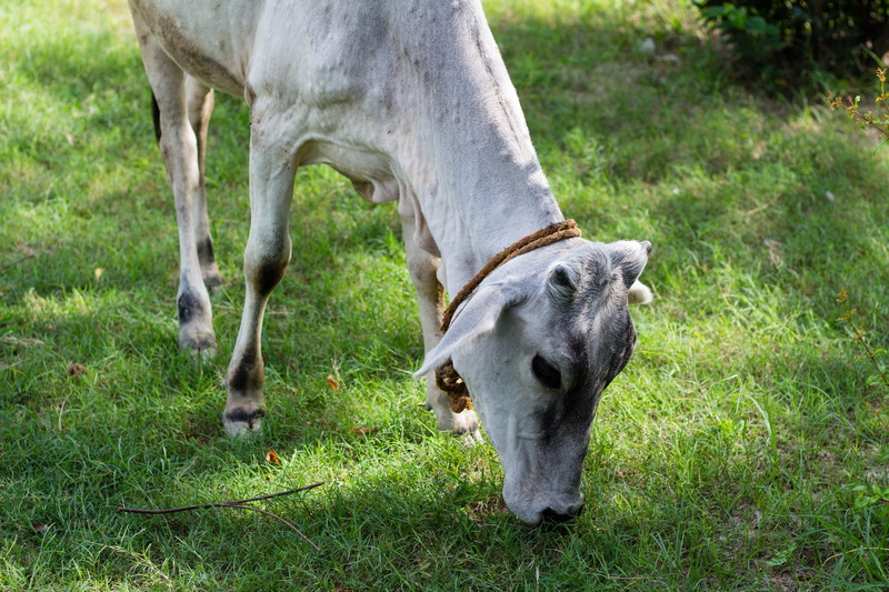 animal themes, horse, eating, no people, outdoors, herbivorous, domestic animals, bull, animal, rural, daytime, domestic, countryside, agra, cow, dog, pet