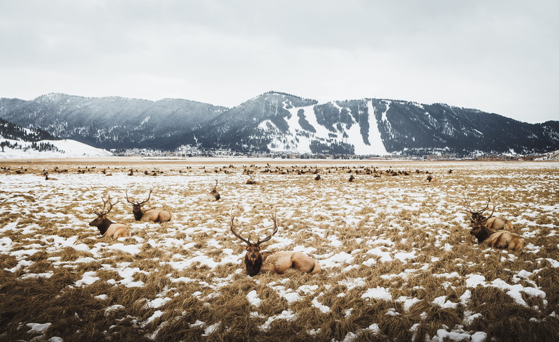 snowcapped mountain, resting, sitting, field, snow, environment, deer, scenics - nature, landscape, wyoming, mountain range, nature, outdoors, cold temperature