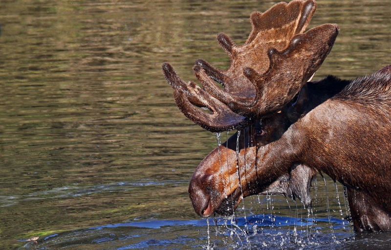 drops, animal head, brown, no people, 1080P, animals In The Wild, river, wildlife, animal wildlife, nature, splashing, water, animal body part, day, moose