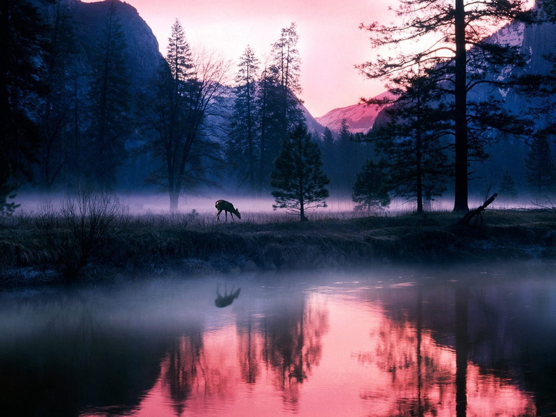plant, river, scenics, morning, animal themes, back Lit, water, outdoors, woodland, tree, purple, dusk, women, silhouette, sky, sunrise - Dawn, mystery