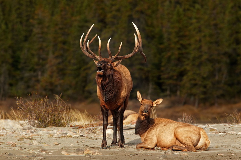 nature, animal wildlife, antler, day, group of animals, Deer, bull, animal, Elk, mammal, domestic animals, brown, herbivorous, vertebrate, outdoors, no people