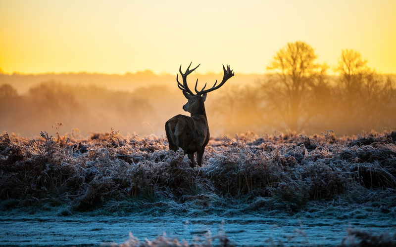 photography, land, animal wildlife, plant, standing, deer, theme, field, antler, one animal, brown, vertebrate, animals in the wild, black, herbivorous