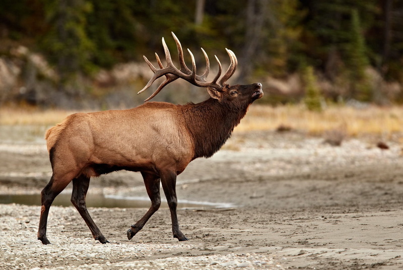 720P, elks, bull, elk, deer