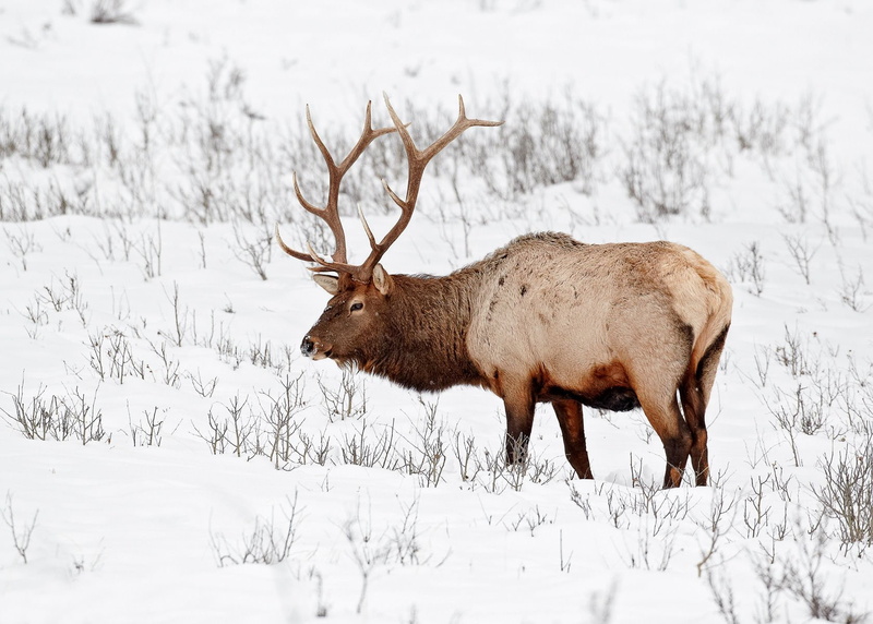 deer, 720P, elks, bull, elk