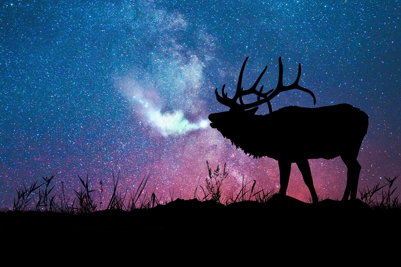 herbivorous, visual art, vertebrate, sky, night, nature, beauty in nature, silhouette, inspiration, 2K, field, starry night, outdoors, stars, tree, deer
