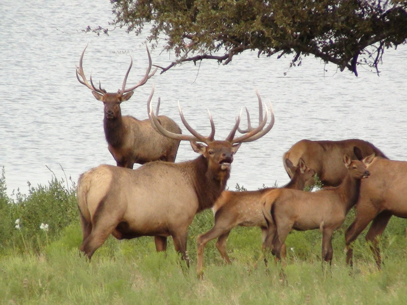 elk, 47 jpg, deer, 1080P, bull, elks