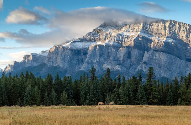 elk, 4K, sunset, Alberta, Banff National Park, clouds, Canada, mountains, national park, trees