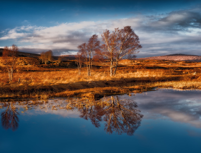 Rannoch Moor, 1080P, the wind, Scotland, trees