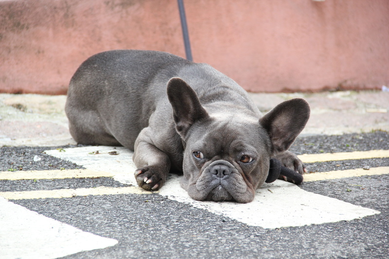 5K, animal, small, french bulldog, domestic animals, day, mammal, footpath, street, dogs, portrait, looking at camera, south gland, pets, domestic, animal themes