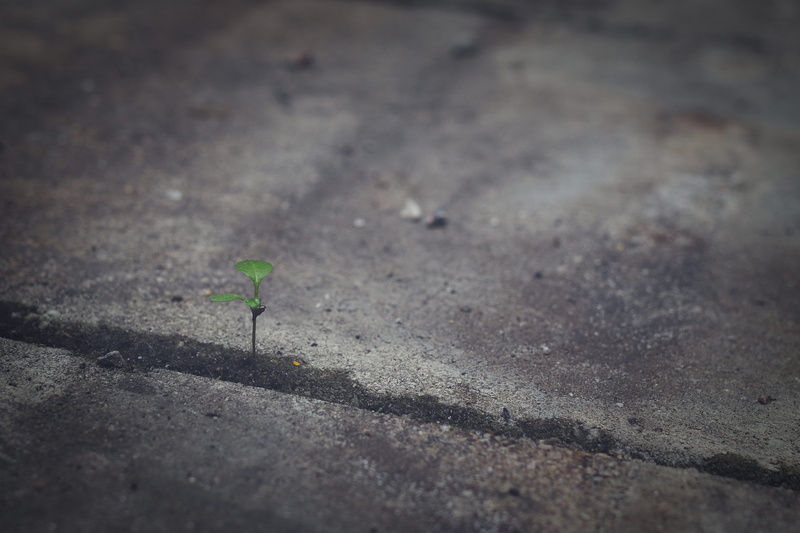 grunge, road, no people, small, nature, day, green, fragility, vulnerability, street, concrete, sunlight, modern, leaf, growth, shadow, solitary, close-up