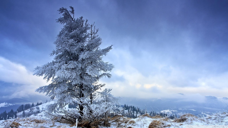 1080P, fir, tree, clouds, solitary, winter, nature and landscapes