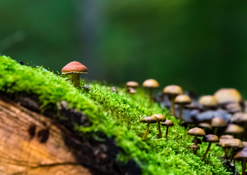 forest floor, detail, autumn, growth, autumn forest, food, close-up, day, screen background, grass, freshness, log, nature, background, food and drink