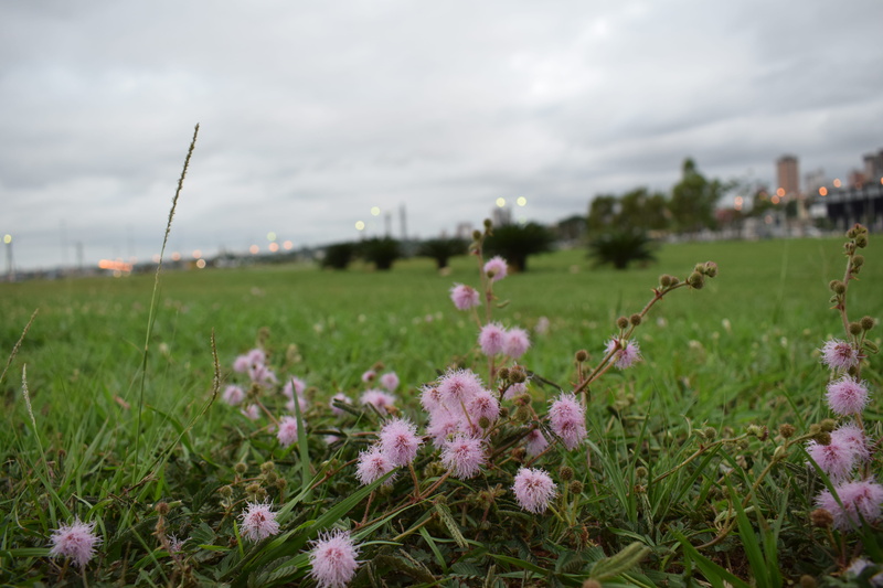 asunción, grass, purple, flowers, fragility, vulnerability, green color, flower, sky, forest, plant, day, flower head, land, 5K, asunción paraguay, beauty in nature