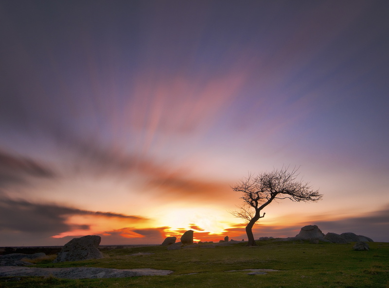 Solitary, Landscape, Nature, Tree, 2K