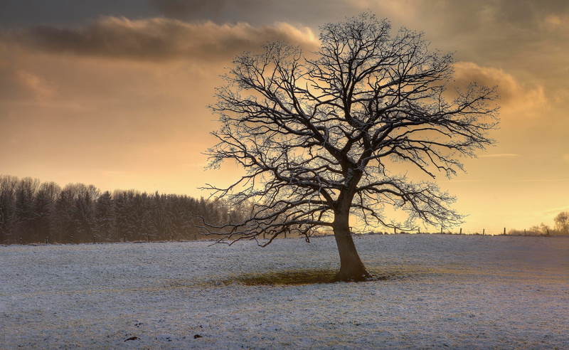 tree trunk, beauty in nature, tranquility, plant, scenics - nature, Seasons, 2K, Solitary, outdoors, snow, cloud - sky, trunk, Tree, isolated, sunset