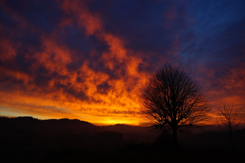 evening sky, scenics, tree, single standing, switzerland, single trees, light, dusk, individually, branches, scenics - nature, sky, tranquil scene, wyssachen
