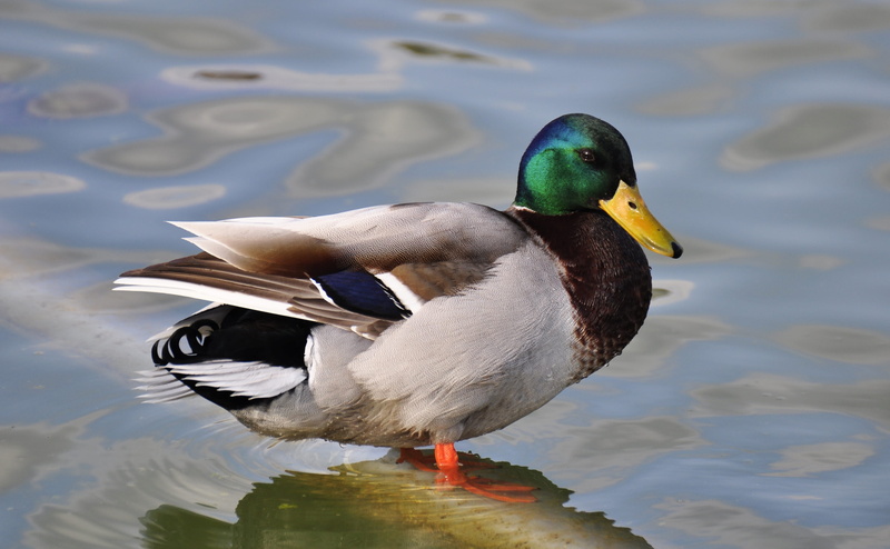 brown, gray, strong, day, outdoors, animal wildlife, beak, body, aquatic bird, one animal, bird, duck, animals in the wild, pato, close-up, mallard duck