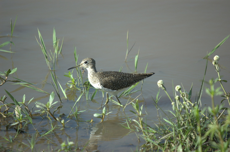 nature, 2K, grass, outdoors, venezuela, wildlife, animal, solitary sandpiper, animal themes, wading Boots, animal wildlife, one animal, growth, vertebrate