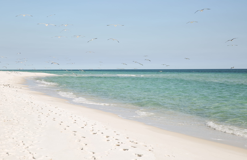 land, serenity, birds, blue water, flying, sea, sand, seagulls, outdoors, vertebrate, turquoise colored, horizon over water, care, beauty in nature, ocean