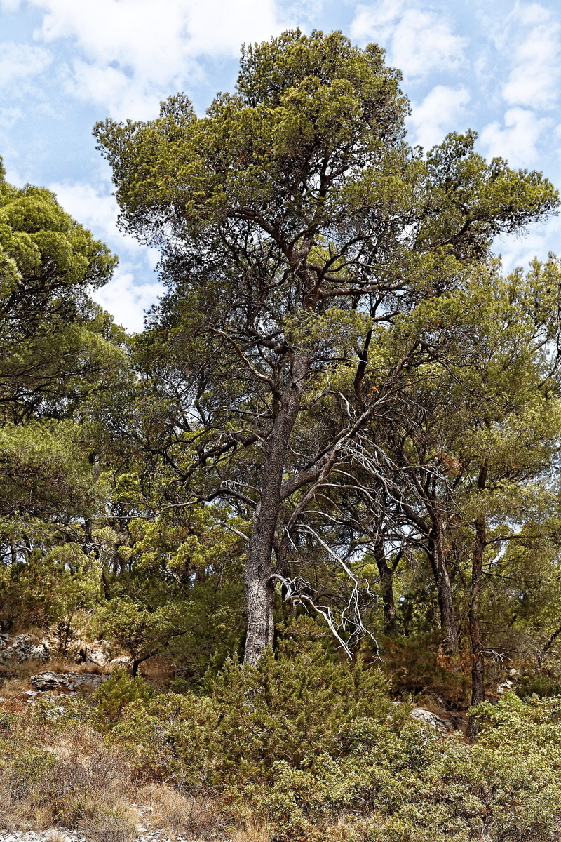 no people, europe, non-urban scene, day, nature, tree, dalmatia, field, flora, plant, environment, pine, green color, 1080P, low angle view, forest, land