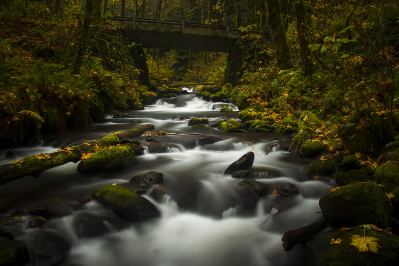 plant, rock - Object, nd filter, river, outdoors, circular polarizer, tree, Bridal Veil, Oregon, 5K, Long Exposure, water, beauty In Nature, freshness