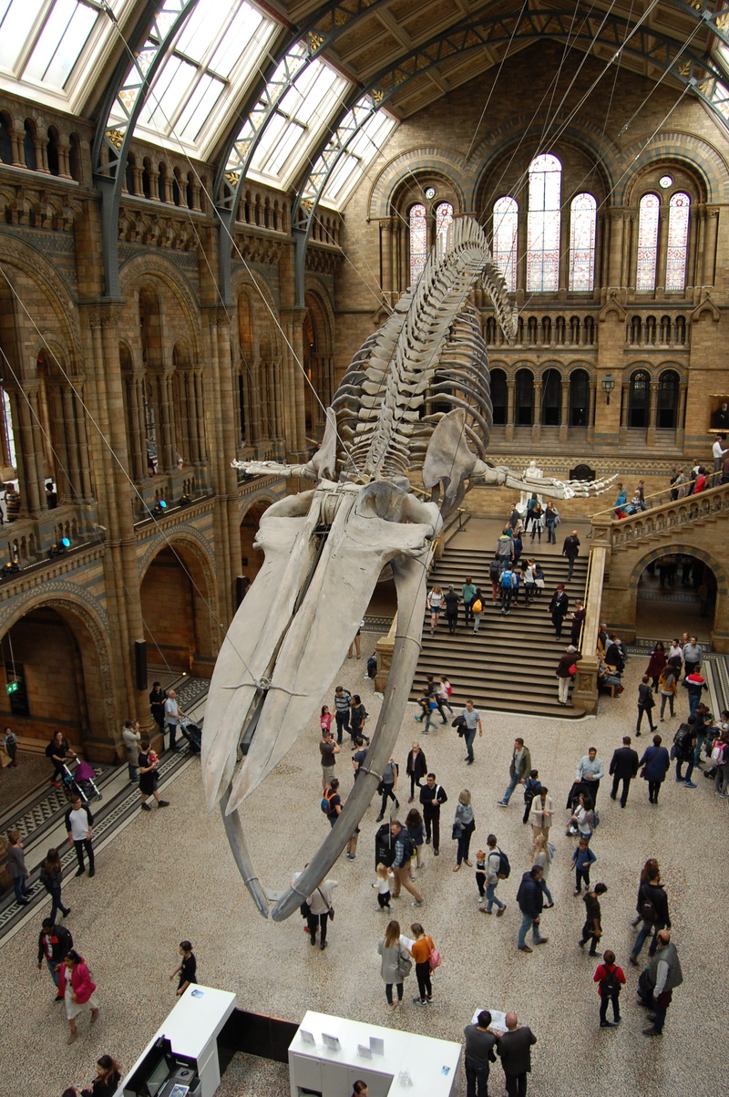 ceiling, arch, architectural column, travel destinations, 2K, crowd, large group of people, group of people, natural history museum, adult, real people
