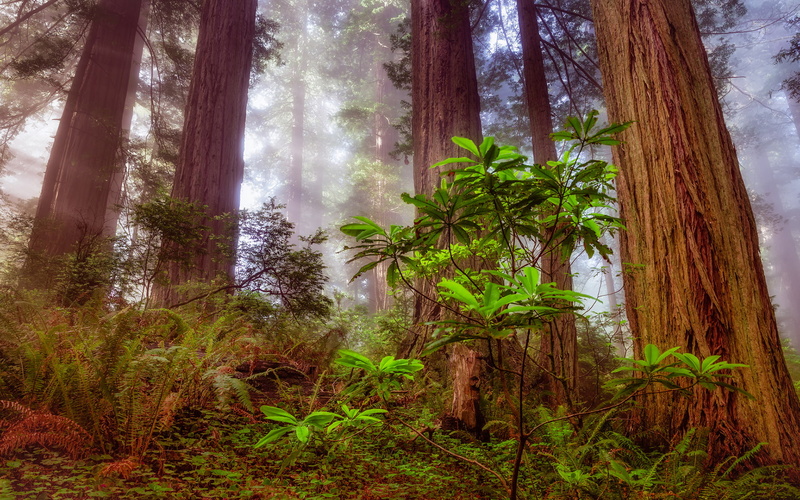 forest, 1080P, tree, redwood, sequoia