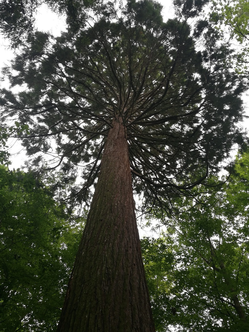forest, beauty in nature, no people, plant, sequoia, growth, land, tree canopy, bark, mammoth, tall - high, trunk, tranquility, directly below, green color