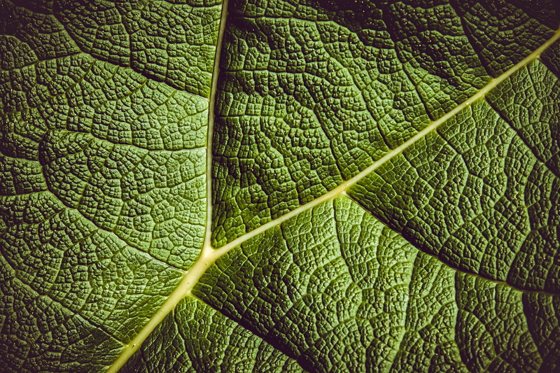 backgrounds, shot, full frame, plant, food and drink, garden plant, background, outdoors, textured, mammoth sheet, close, ornamental plant, mammoth leaf gunnera