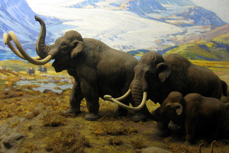 Mammoth, Animal, Painting, 1080P