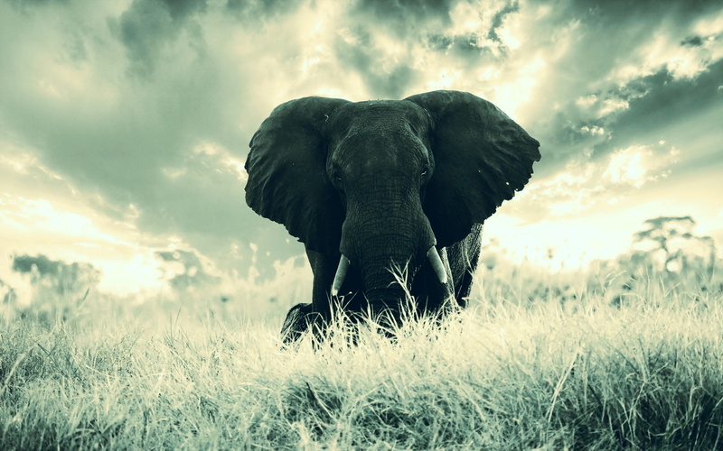 animal, sky, herbivorous, day, nature, animals in the wild, environment, Animals, animal wildlife, gray, field, Elephant, african elephant, animal themes