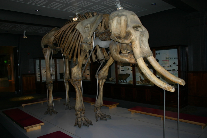 2K, extinct, human representation, architecture, pachyderm, sculpture, creativity, tusk, art and craft, prehistoric, representation, skeleton, mammoth